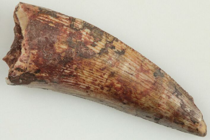 .81" Serrated, Triassic Reptile (Postosuchus?) Tooth - New Mexico